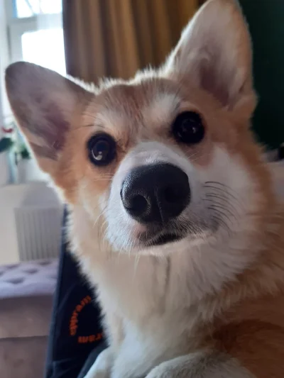 kajutakaja - @marv0lo: corgi ♥️ też mam! Pozdrawiamy z Frytka (｡◕‿‿◕｡)