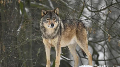 a-lexis - Kiedy w końcu zacznie się odstrzał wilków? To piękne zwierze, ale coraz czę...