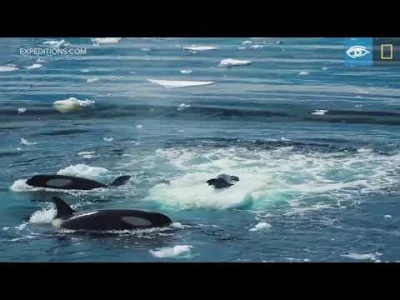 starnak - Wave Hunting: Orcas Prey on Seal | Antarctica | Lindblad Expeditions-Nation...