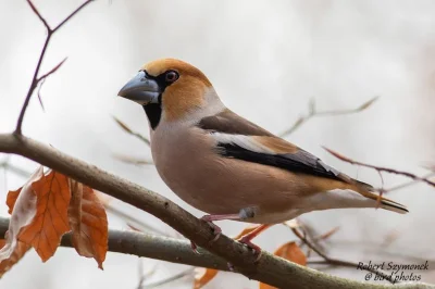 Lifelike - Grubodziób (Coccothraustes coccothraustes)
Największy łuszczak gnieżdżący...