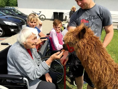 C.....e - @dziecielinapala: To lama jest ;) i faktycznie one są agresywne. Alpaczki z...