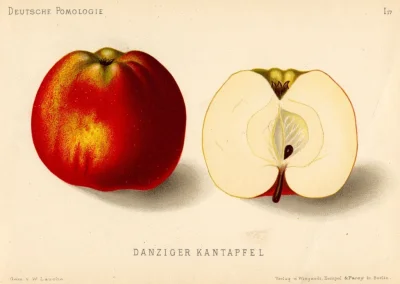 MateuszSobierajRIGCz - Nazwa gatunkowa: Jabłoń domowa (Malus domestica Borkh.).

Na...