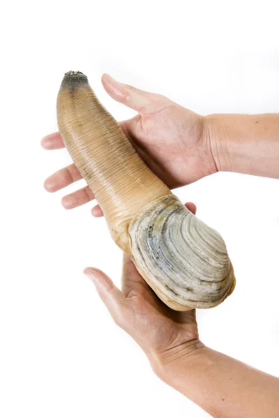 sceptyk- - Geoduck to dopiero wygląda apetycznie:
https://en.wikipedia.org/wiki/Geod...