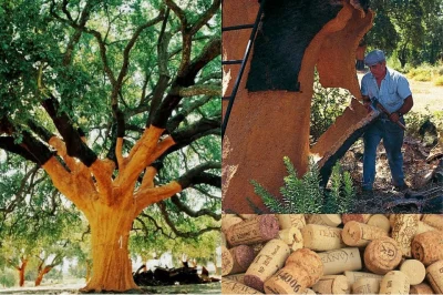 cheeseandonion - 230-letni dąb korkowy 

#portugalia #wino #drzewa
