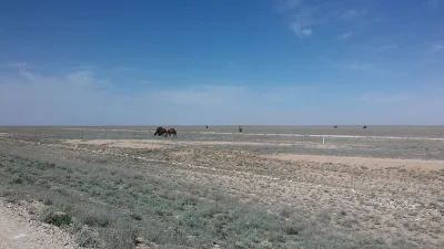 mpetrumnigrum - @mpetrumnigrum: 
Pasące się wielbłądy w Kazachstanie są tak powszedn...