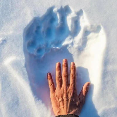 Borealny - Ludzka dłoń w porównaniu do odcisku łapy niedźwiedzia polarnego.
#zwierzet...