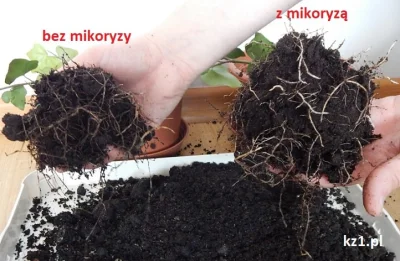 Niewiemja - @picasssss1: Grzyby mikoryzowe łączą sie z korzeniem, rozrastają sie wokó...