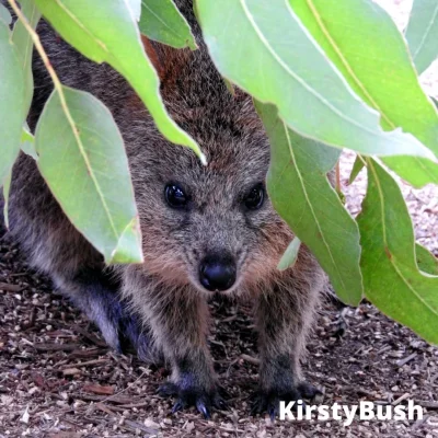 mfek00 - #quokka #quokkanadzis #zwierzaczki