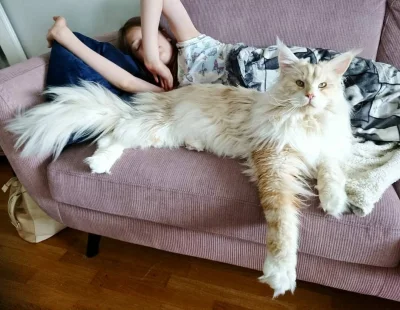 fr0st - @doznanie wydaje mi się że Maine Coon