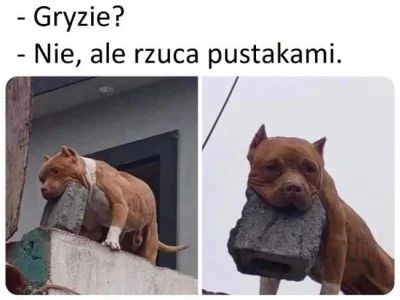 brakloginuf - Puszek sie chce bawic, nie gryzie #pdk
#smiesznypiesek