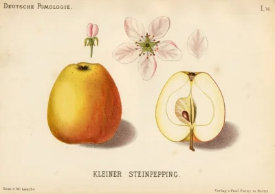 MateuszSobierajRIGCz - Nazwa gatunkowa: 
Jabłoń domowa (Malus domestica Borkh.).

...