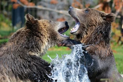PalNick - #ciekawscycom

Mężczyzna przeżył bliskie spotkanie z grizzlym dzięki włoż...