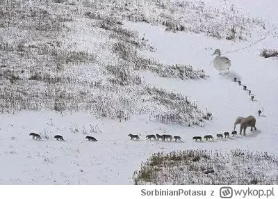 2phonepiotrus - Wilcza wataha - pierwsze trzy osobniki są chore lub stare. One nadają...