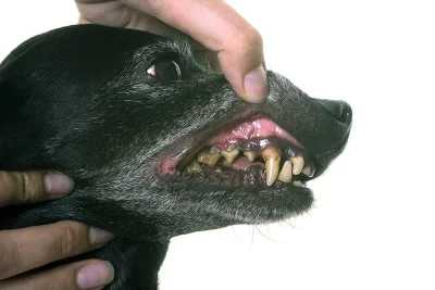 Zarzutkkake - Czy faktycznie te karmy dla psów denta stick i inne smakołyki mogą pomó...