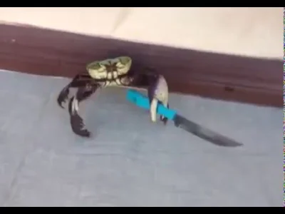 obk - @TerazMnieWidac: Don't mess with Crabbo or you be a stabbo