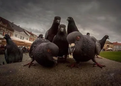 Wariner - East Coast Pigeon Crew