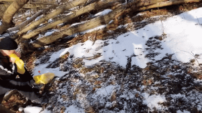 ShellshockNam92 - On zbierał butelki w lesie całe te.
#suchodolski #kononowicz #pato...