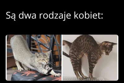 AZ-5 - #heheszki #takaprawda #rozowepaski #zwiazki #seks #koty #smiesznekotki