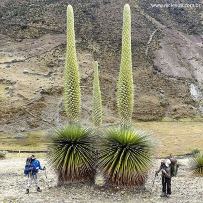 Lifelike - Puja Raimondiego (Puya raimondii)
Puya to rodzaj roślin z rodziny bromeli...