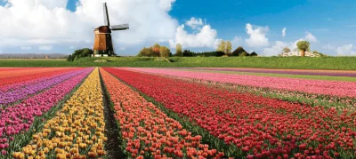 Darko69 - W Holandii mają zaminowane całe pola tym ustrojstwem