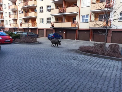 Lomza_eksport - @januszchicago: W Olsztynie dziki, od stycznia nikt nic z nimi nie zr...