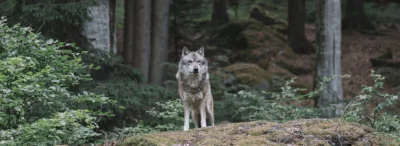 BaronAlvon_PuciPusia - PAN: Ochrona wilka jest obowiązkiem <<< znalezisko
'- Demoniz...
