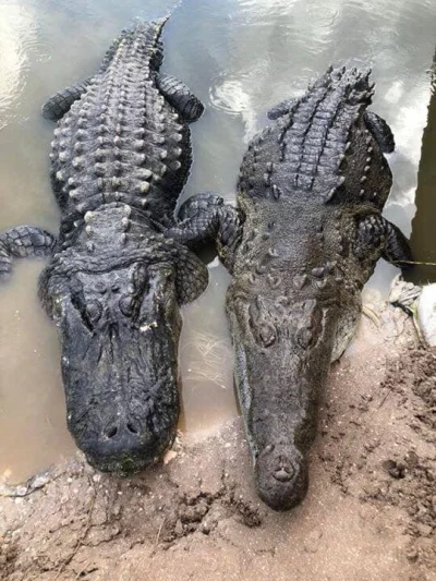 GraveDigger - Z lewej, z tym kwadratowym pyskiem aligator z prawej krokodyl.
#zwierz...