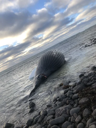 velfi23 - #islandia #whale #atlantyk #ocean 

Kilka dni temu ocean wyrzucił na brzeg ...