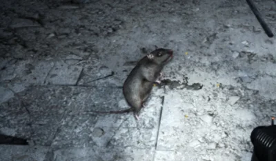 K.....a - Szczur z metro last light 

#szczuryposting