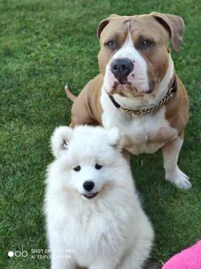 AdiAdios - #samoyed #amstaff #pokazpsa