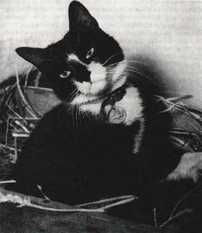 myrmekochoria - Kot Simon służący na HMS Amethyst, 1949. Na tej fotografii na kwarant...