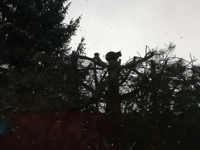 arinkao - Kuźwa, jakaś kotka siedzi na czubku drzewa a pod nią 4 napastników krąży i ...