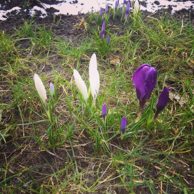 pan_fenestron - Oto namiastka wiosny. Pozdrawiam Was cieplutko(｡◕‿‿◕｡) #wiosna #ogrod...