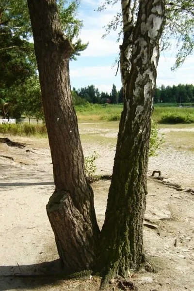 lobo621 - @phontour: Doskonale wyjaśnione jak tworzą się drzewa o dwóch pniach. A co ...