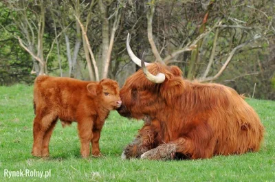 oszty - > szkockie highlandy

@GlebakurfaRutkowski_Patrol: aż sobie wygooglowałam i...