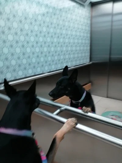 PiesTaktyczny - Czy psy rozumieją windy, czy po prostu akceptują to, że wchodzą do zm...