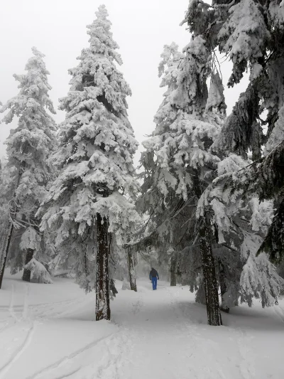 seledynowa_panienka - Zima znowu zaskoczyła piechurów górskich. W drodze na Śnieżnik ...