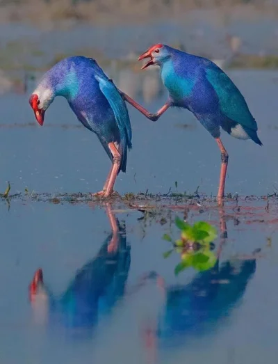 Lifelike - Modrzyki zwyczajne (Porphyrio porphyrio) podczas tańca godowego
Autorka
...