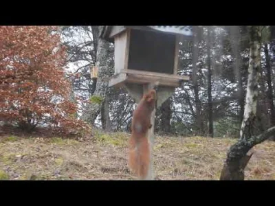 gory_wysokie - #youtube #zwierzeta #wiewiorki

coś dla fanów wiewiórek