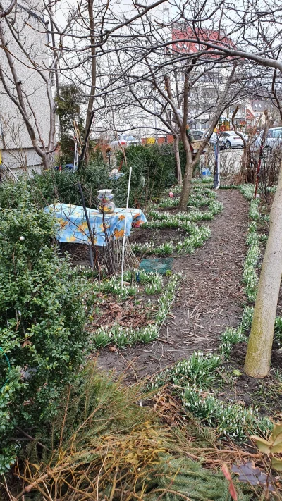 yneb - #wiosna #rosliny #zdjecia #fotografia #ogrod 

Przebiśniegi w ogródku.