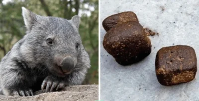 GlebakurfaRutkowski_Patrol - Ciekawostka. 

Wombaty są jedynym na świecie zwierzęci...