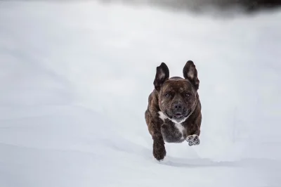 matra - Staffik śnieżny szybkobieżny ( ͡° ͜ʖ ͡°)
#psy #pokazpsa #pieseklenek #fotogr...