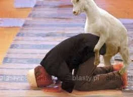 profos72 - > muzułmani kozy lubią
ale co kto lubi

@grzehuu: czasem jest odwrotnie ...