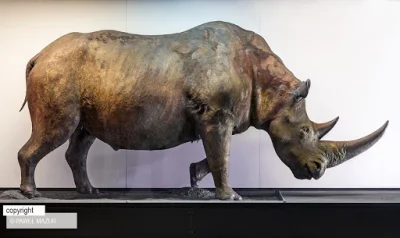 orkako - A tu polski nosorożec sprzed 30 tys. lat