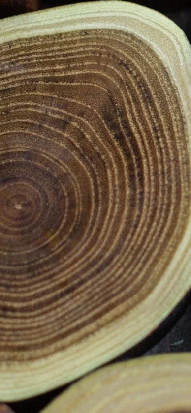 krossmaker - Pytanie do znawców #stolarstwo :
Jaki gatunek drzewa charakteryzuje się ...