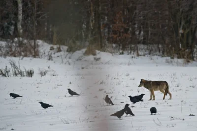 BaronAlvon_PuciPusia - Nie czeka nas wilcza inwazja w Bieszczadach <<< znalezisko 
W...