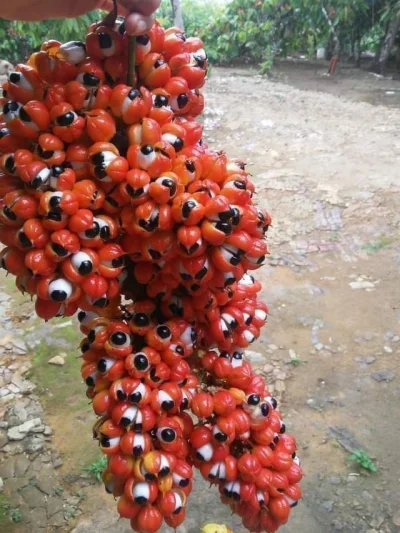 Vasek - Wiedzieliście, ze owoce guarany wygląda jak kiść oczu?
#ciekawostki #natura ...