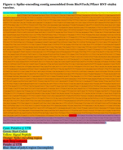 eoneon - Kluczowa sekwencja mRNA szczepionki Pfizera: