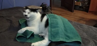 privi19 - #smiesznekotki