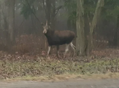 Jacqoo - Jadę sobie dzisiaj do pracy, a tu jedno coś przeskakuje przez drogę, a drugi...